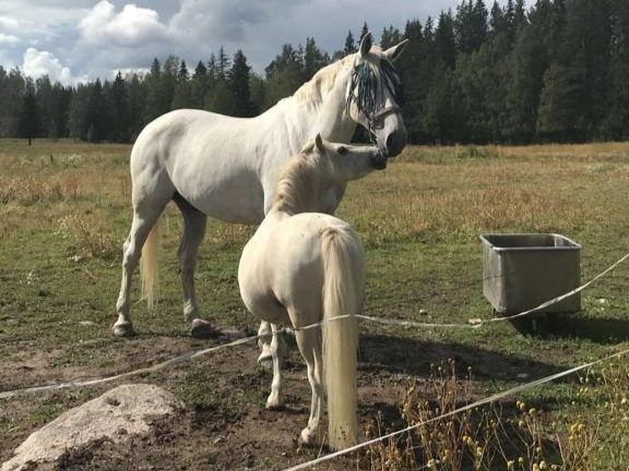 Blomdalen – Skyddat boende med trygghet och kvalitet 4092