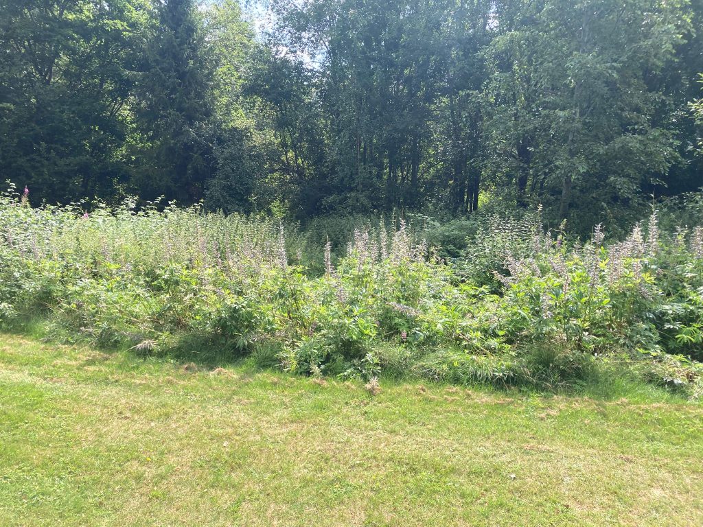 Blomdalen – Skyddat boende med trygghet och kvalitet img 4107